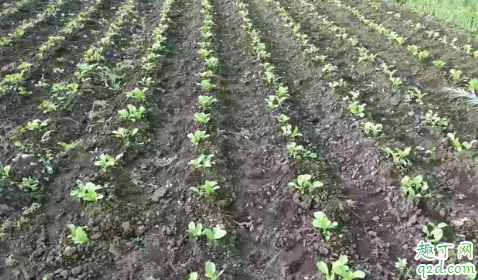 2019适合白露种植的蔬菜 种植白菜育苗还是撒种子10