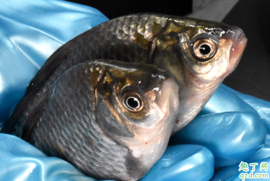 鱼肚子里的黑膜可以吃吗 鱼肚子里的黑膜怎么去掉2