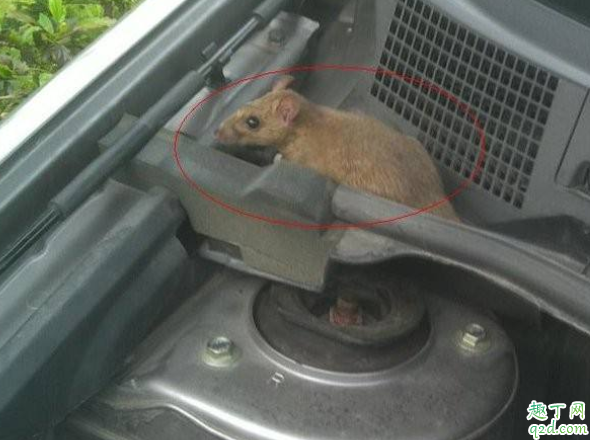 发动机舱进老鼠怎么防 为什么发动机会进老鼠2