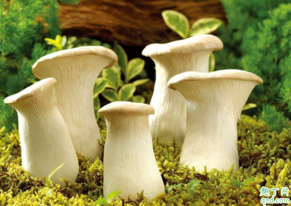 怎么认毒蘑菇 为什么好看的蘑菇有毒2