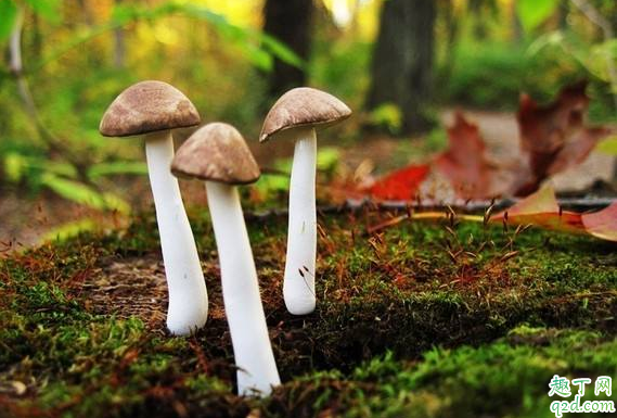 怎么认毒蘑菇 为什么好看的蘑菇有毒3