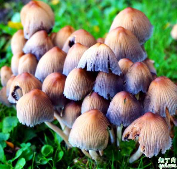 怎么认毒蘑菇 为什么好看的蘑菇有毒4
