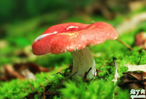 毒蘑菇熟了能吃吗 毒蘑菇做熟了还有毒吗1