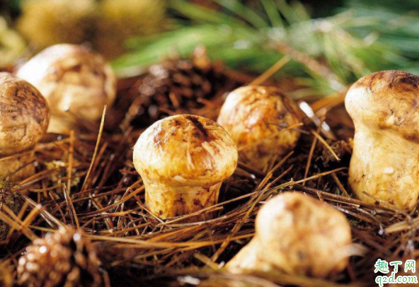 毒蘑菇熟了能吃吗 毒蘑菇做熟了还有毒吗2