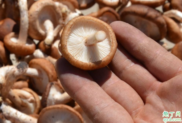 毒蘑菇熟了能吃吗 毒蘑菇做熟了还有毒吗3