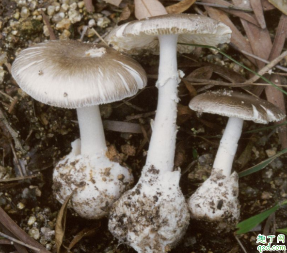 毒蘑菇熟了能吃吗 毒蘑菇做熟了还有毒吗4