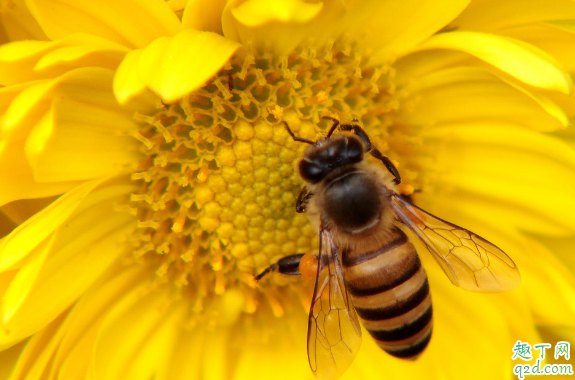 被蜜蜂蛰了有必要把刺取出来吗 蜜蜂刺不取出来对身体有没有影响2