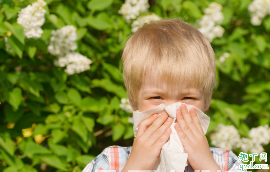 小宝宝容易花粉过敏吗 宝宝花粉过敏安空气净化气管用吗1