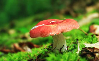 毒蘑菇熟了能吃吗 毒蘑菇做熟了还有毒吗