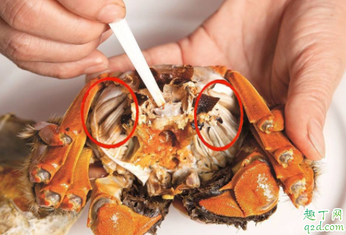 螃蟹内脏有哪些不能吃 螃蟹内脏怎么处理2