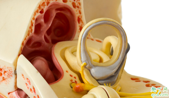 植入人工耳蜗多少钱 耳蜗植入后能不能沾水 3