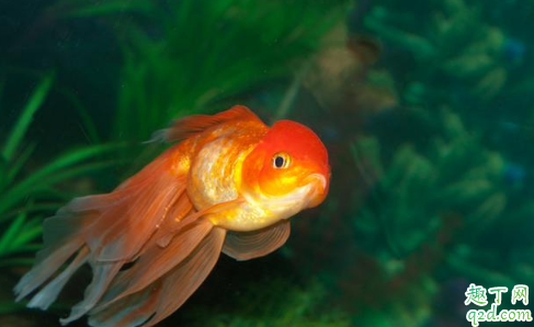 金鱼|金鱼为什么那么容易死 天气热了怎么防止鱼死