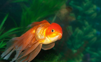 金鱼为什么那么容易死 天气热了怎么防止鱼死