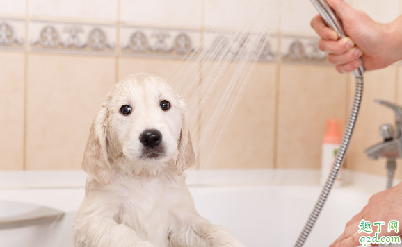 给宠物洗澡有必要去宠物医院吗 宠物多久洗一次澡最合适1