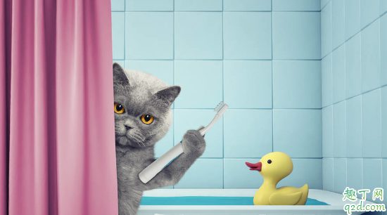 猫咪洗澡不配合怎么办 猫咪洗澡呛水该如何处理3