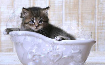 猫咪洗澡不配合怎么办 猫咪洗澡呛水该如何处理