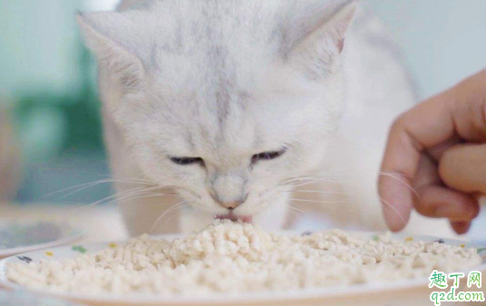 哪种猫砂的性价比较高 猫砂应该怎么选2