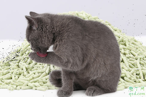带香味的猫砂有除臭效果吗 小猫不爱用香味猫砂怎么办2