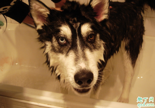人的沐浴露可以给狗洗吗 刚出生的狗狗多久可以洗澡3