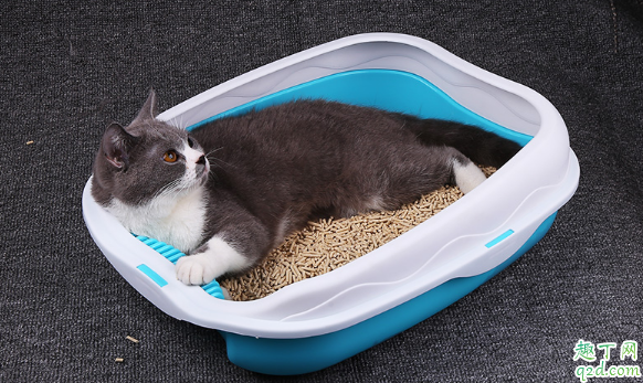 猫砂盆选什么样子的好 猫砂盆使用时需注意哪些事项3