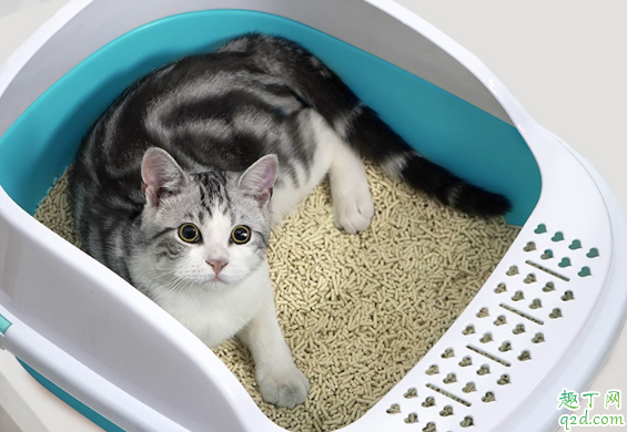 猫砂盆|猫砂盆需要天天清洗吗 小猫用什么猫砂盆比较舒服