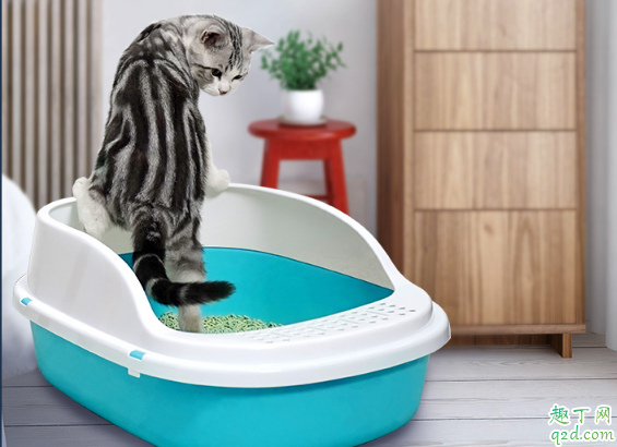 猫砂盆需要天天清洗吗 小猫用什么猫砂盆比较舒服2