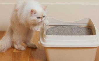 哪种猫砂的性价比较高 猫砂应该怎么选
