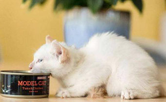 未拆封的过期罐头能给猫吃吗 怎么看猫罐头是不是过期了