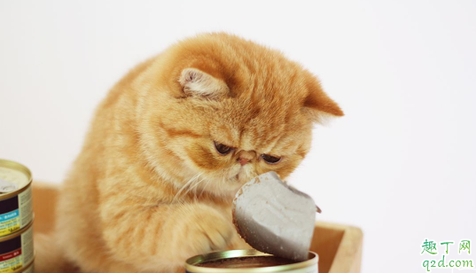 如何给猫咪挑选罐头 买猫罐头注意的点有哪些1