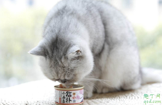 如何给猫咪挑选罐头 买猫罐头注意的点有哪些3