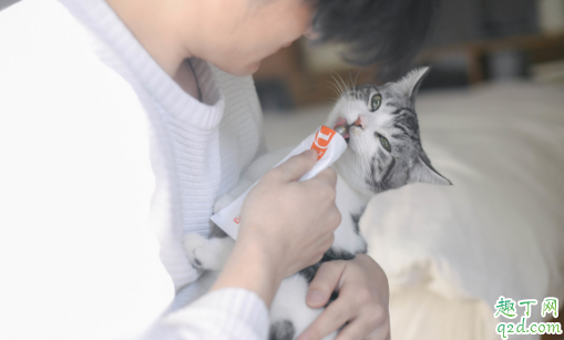 营养膏|能喂三月大的小猫吃营养膏吗 营养膏一般多久喂猫一次
