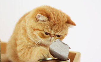 如何给猫咪挑选罐头 买猫罐头注意的点有哪些