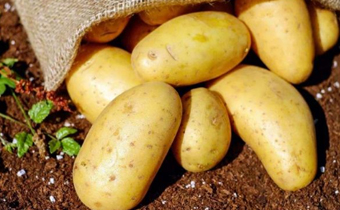 大土豆是打了膨大剂的吗 打了膨大剂的土豆还能吃吗