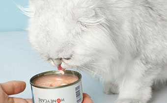 猫罐头为啥会胀罐 胀罐的猫罐头还能喂给猫吃吗