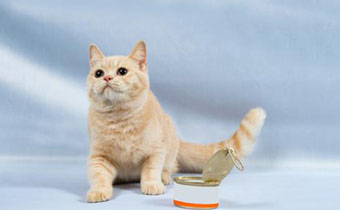 猫罐头能给幼猫吃吗 猫咪什么时候能吃猫罐头