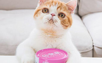 猫咪有必要吃罐头吗 猫猫天天吃罐头好不好