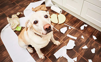 家里养狗如何去除尿骚味 养狗家里有狗味怎么办