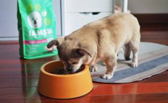 狗狗突然不吃狗粮怎么办 大型犬和小型犬的狗粮有区别吗