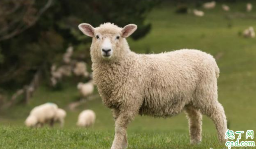 2019羊肉为什么涨价 今年下半年羊肉价格上涨的原因5