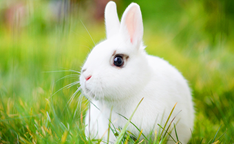 兔子眼睛红肿是什么原因 兔子眼睛红肿会自己好吗
