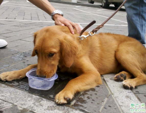 狗狗是喝生水还是开水 狗狗不能喝哪种水1