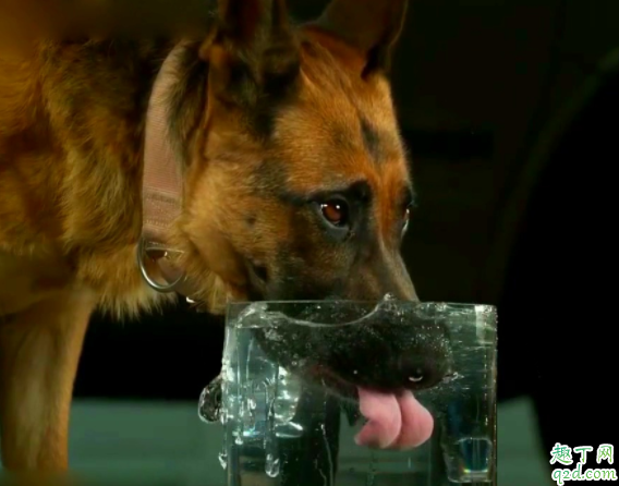 狗狗是喝生水还是开水 狗狗不能喝哪种水2