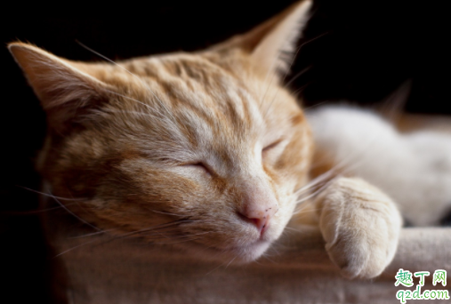 猫咪临死前有什么征兆 猫的寿命一般多长4