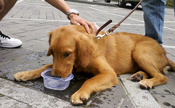 狗狗是喝生水还是开水 狗狗不能喝哪种水