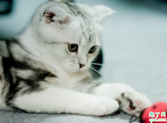 猫为什么叼小猫挪窝 小猫出生多久可以碰1