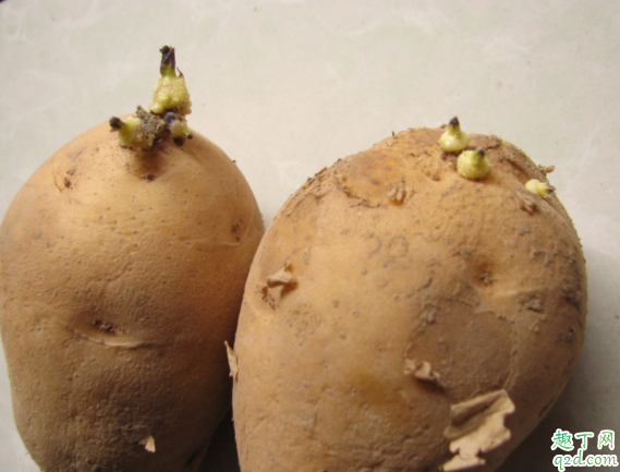 出芽的土豆能不能吃 新鲜土豆怎么保存不发芽1