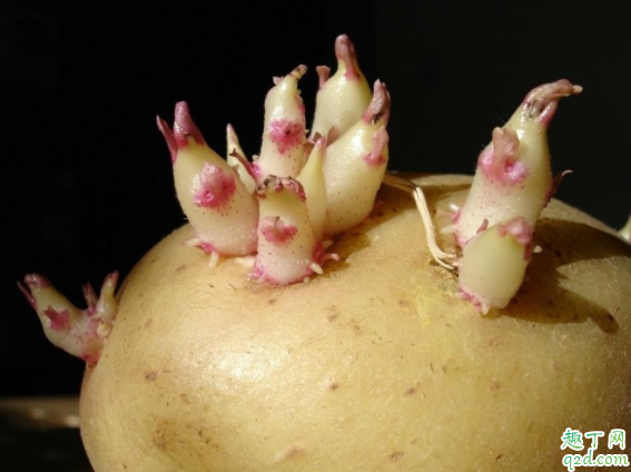 出芽的土豆能不能吃 新鲜土豆怎么保存不发芽4