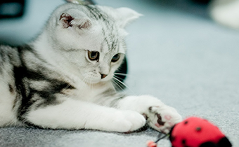猫为什么叼小猫挪窝 小猫出生多久可以碰