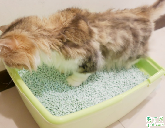 为什么猫咪喜欢玩猫砂 如何防止猫咪玩猫砂1