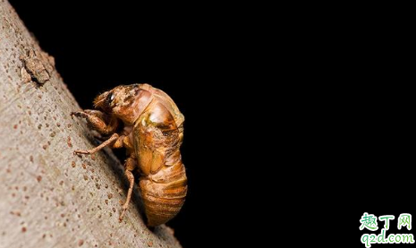 哪个地方的金蝉最好吃 金蝉吃了有寄生虫吗1